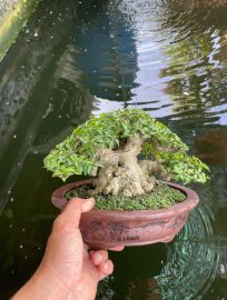 MCT Lùn mập là lên xu hướng