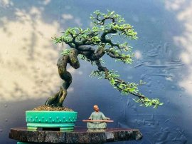Me để bàn trà co lắc điệu ạ!