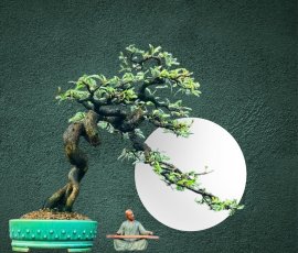 Tamarind bonsai tree
