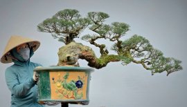 Phi lao dáng bay nghệ thuật