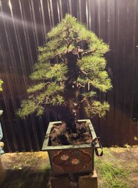Casuarina equisetifolia tree