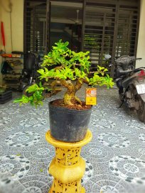 Trái sơri