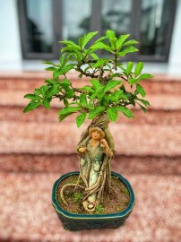 Lộc vừng