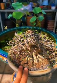 Water Jasmine tree