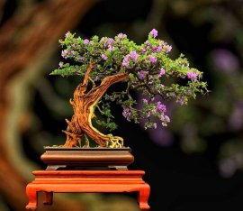 Linh sam zin