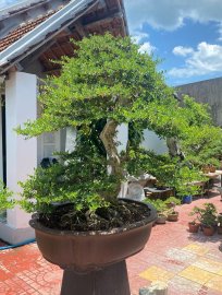 Desmodium unifoliatum bonsai tree