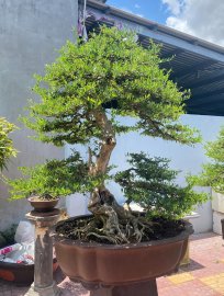 Desmodium unifoliatum bonsai tree