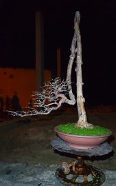Mai chiếu thủy