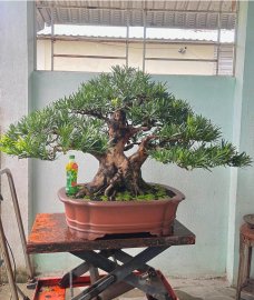 Đồ chơi bim bim, Tùng trái hàng không dành cho số đông