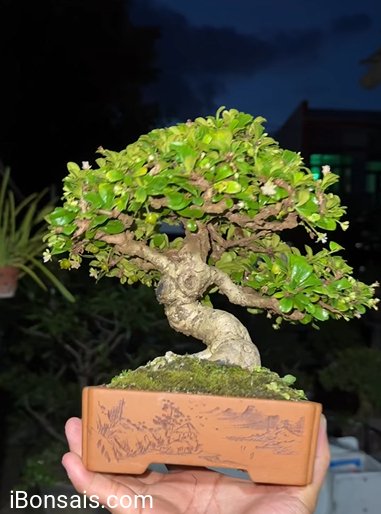Ehretia Microphylla bonsai mini tree