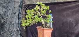 Hải châu sông cầu đang trái cây cốt bay đẹp gl