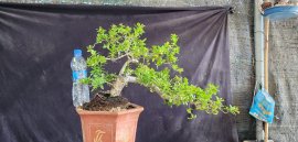 Hải châu sông cầu đang trái cây cốt bay đẹp gl