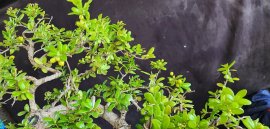 Hải châu sông cầu đang trái cây cốt bay đẹp gl
