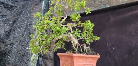 Hải châu sông cầu đang trái cây cốt bay đẹp gl