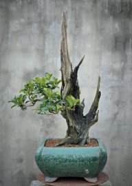 Trắc bonsai mini nghệ thuật