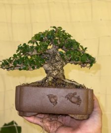 Antidesma acidum mountain mini tree
