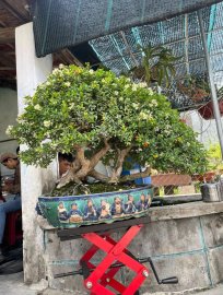 Hải châu sông cầu lá nhỏ zin