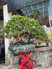 Scopolia nana bonsai tree