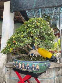 Hải châu sông cầu lá nhỏ zin