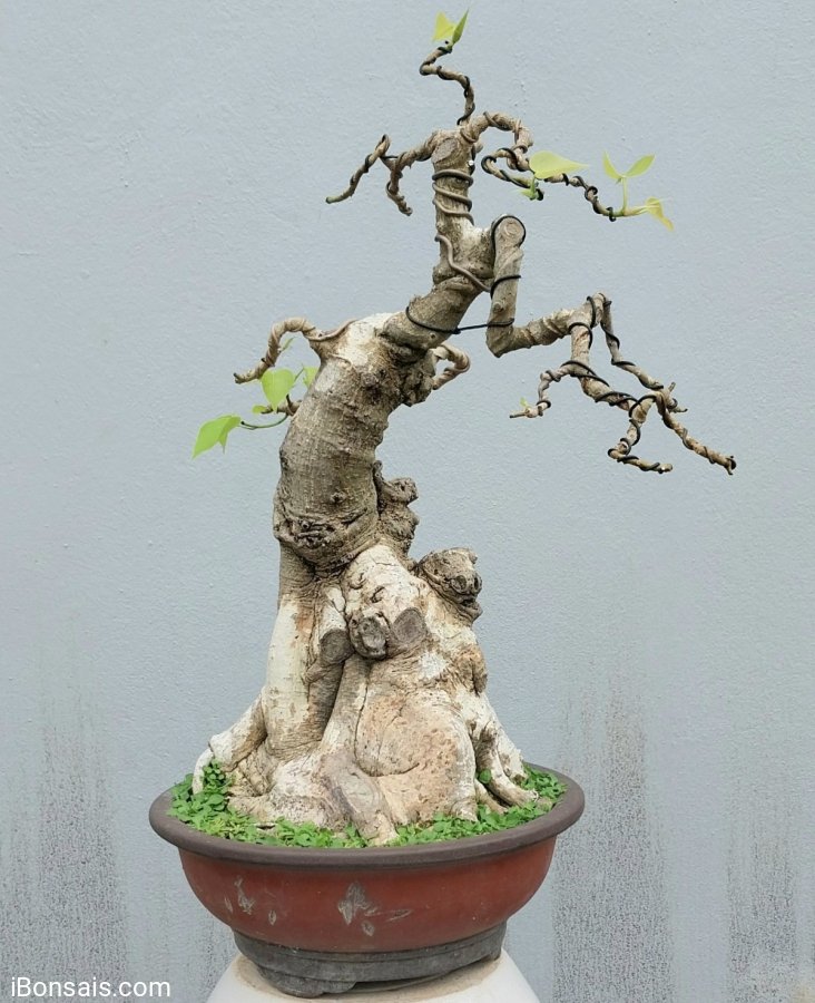 Bồ đề mini rất già