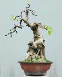 Bồ đề mini rất già