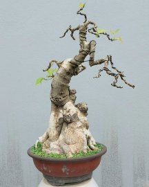 Bồ đề mini rất già