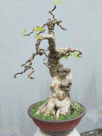 Bồ đề mini rất già