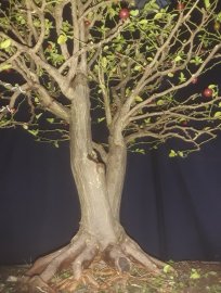 Triphasia trifolia tree