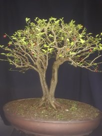 Triphasia trifolia tree