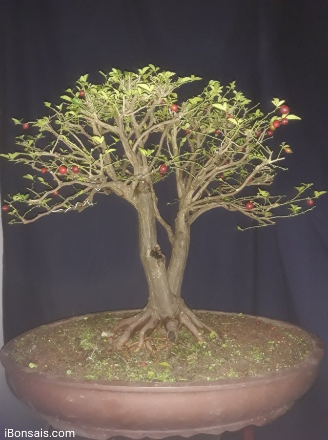 Triphasia trifolia tree