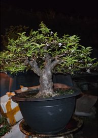 Mai chiếu thủy hàng bự