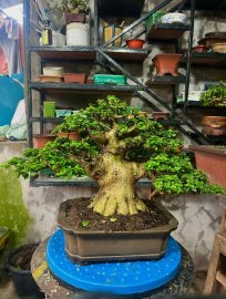 Bonsai Sam hương mini