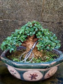 Mai chiếu thủy mini