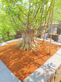 Mai chiếu thuỷ lá lớn hoành gần 100