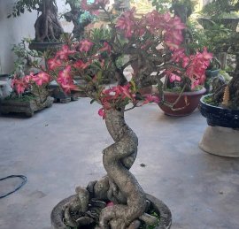 Desert rose