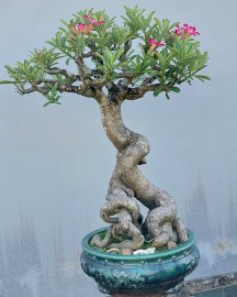 Hoa sứ nhà nàng