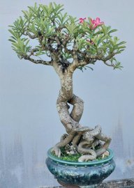 Desert rose