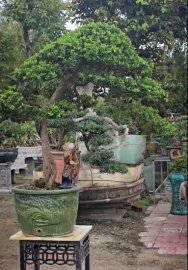 Hải châu lá nhỏ sông câu rất lâu năm nằm cốt chậu!