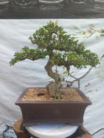 Sam bông giờ hết ai chơi rồi sao