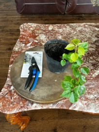 Only 3 available: combo bougainvilea baby tree and sniper or cutter