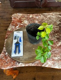 Only 3 available: combo bougainvilea baby tree and sniper or cutter