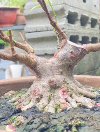 Water Jasmine pre-bonsai tree
