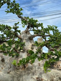 Streblus asper Lour tree, large size