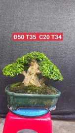 Mct trung nu 