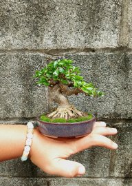 Mai chiếu thủy lá lớn
