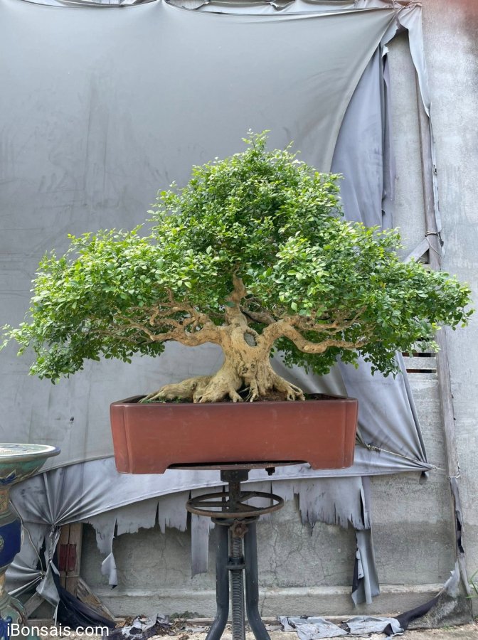 Orange jasmine bonsai tree