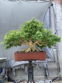 Trước và sau khi lọc răm