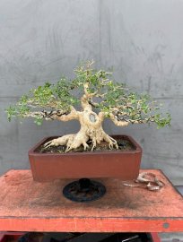 Trước và sau khi lọc răm
