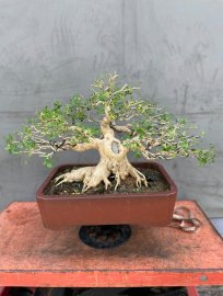 Trước và sau khi lọc răm