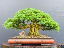 Linh sam Mập - Lùn - Chất